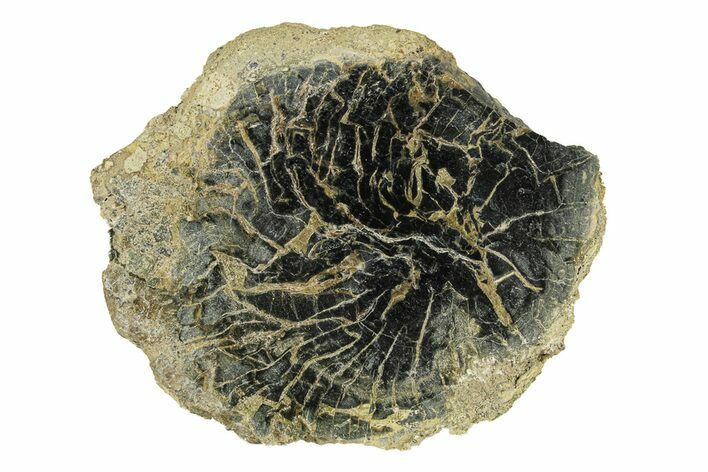 Polished Petrified Wood Limb Round - Indonesia #271448